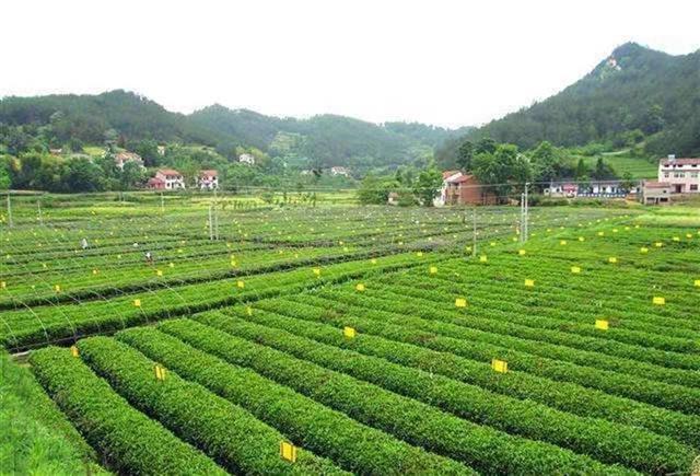 发明绿茶保鲜技术，终成国家行业标准——访英山绿茶低温储藏保鲜技术发明人易华
