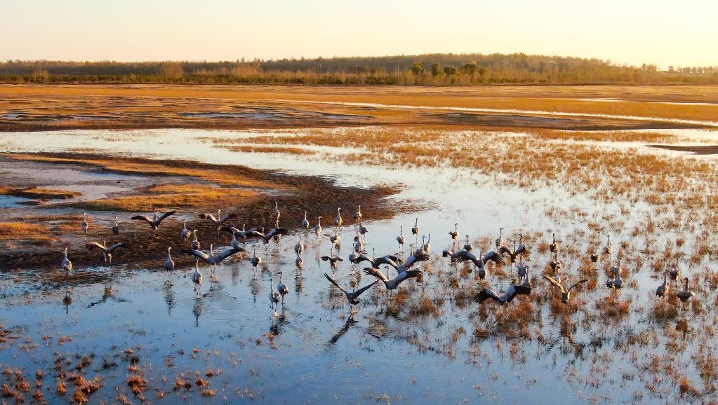 吉林省中西部湿地保护区陆续迎来候鸟停歇高峰