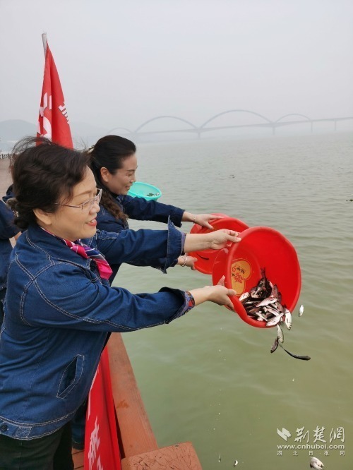 20余万尾鱼苗在崔家营航电枢纽库区投入汉江