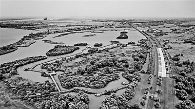 黄河入海口，候鸟如期“赴约”——山东东营推进黄河三角洲生态保护的创新实践