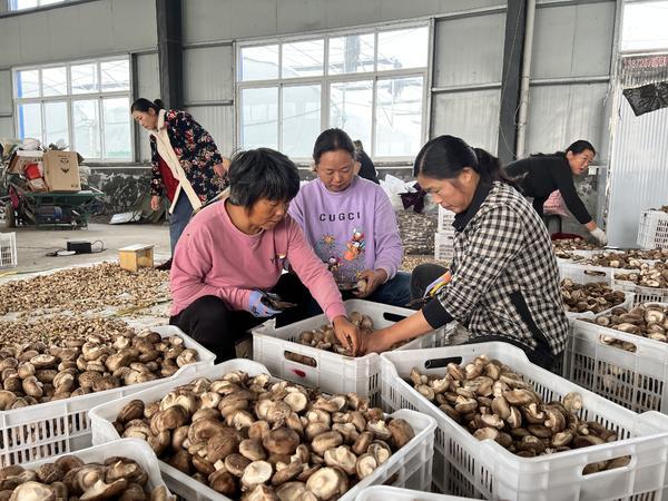 息县彭店乡：“小香菇”成就大产业 撑起乡村致富梦