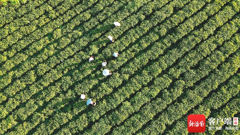 白沙五里路茶韵共享农庄发展茶旅融合产业