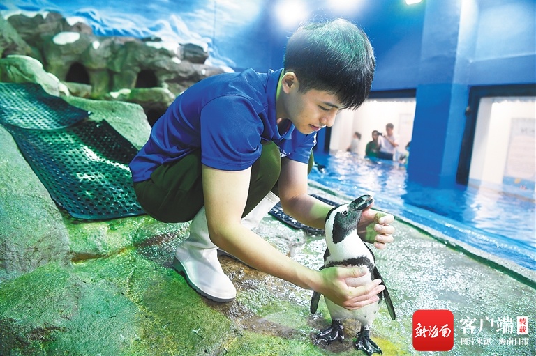 海南周刊 | 在三亚养企鹅是什么体验？让“企鹅爸爸”告诉你
