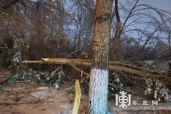 【视频】紧急提醒！雨雪天市民远离树下行走 车辆远离树下停靠