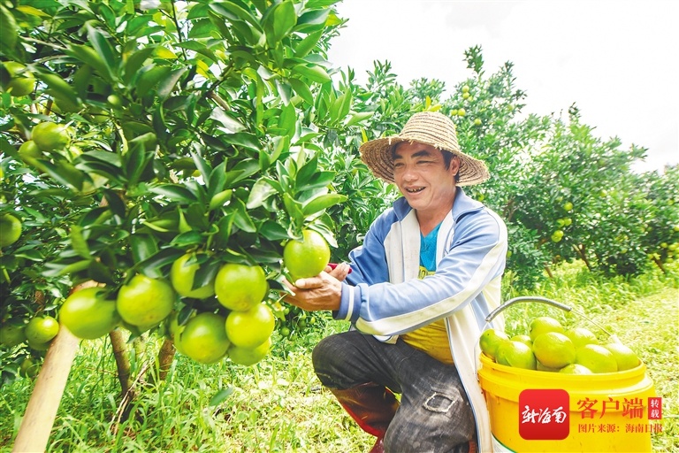 海垦龙江农场公司多举措推进白沙红橙产业建设