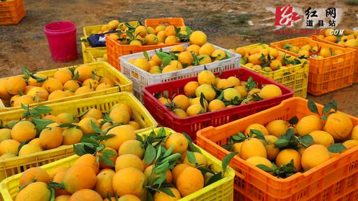 道县：21.7万亩脐橙喜获丰收