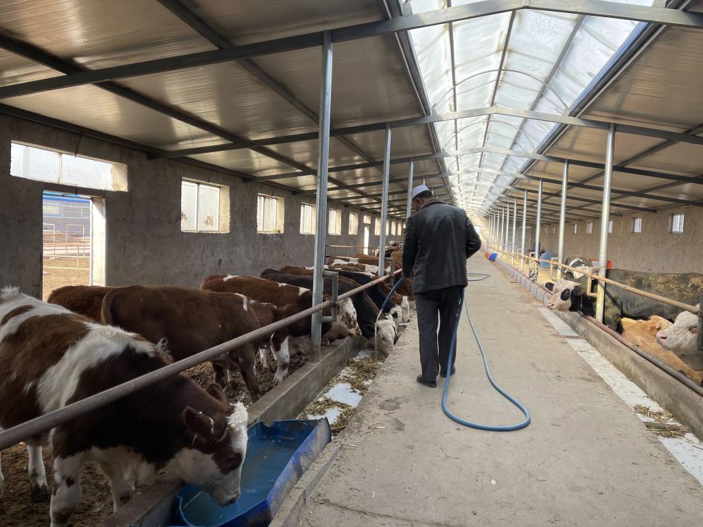 “改善型”牛棚、“精品化”包装——宁夏移民村产业升级助农增收见闻