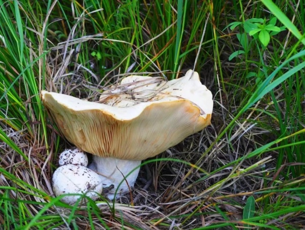 吉林农业大学在国家二级保护物种蒙古口蘑保育研究上取得重要进展