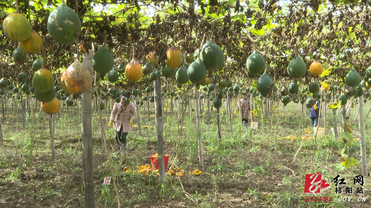 祁阳：2000亩瓜蒌迎丰收 “小瓜蒌”种出“大产业”