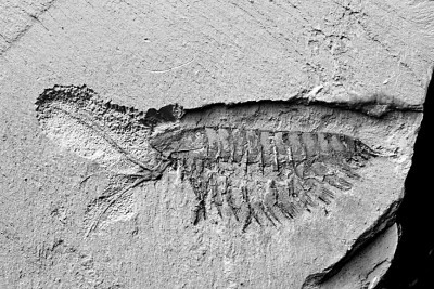 破译数亿年前的“无字天书”——记云南大学古生物研究团队的化石情缘