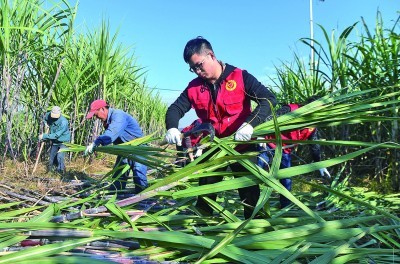 汾口镇党员志愿者在宋祁村帮助农户收获甘蔗