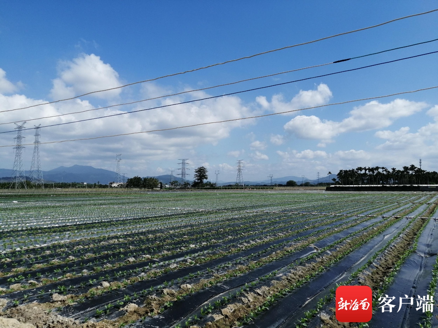 三亚市崖州区多措并举 确保完成5.8万亩种植瓜菜面积目标