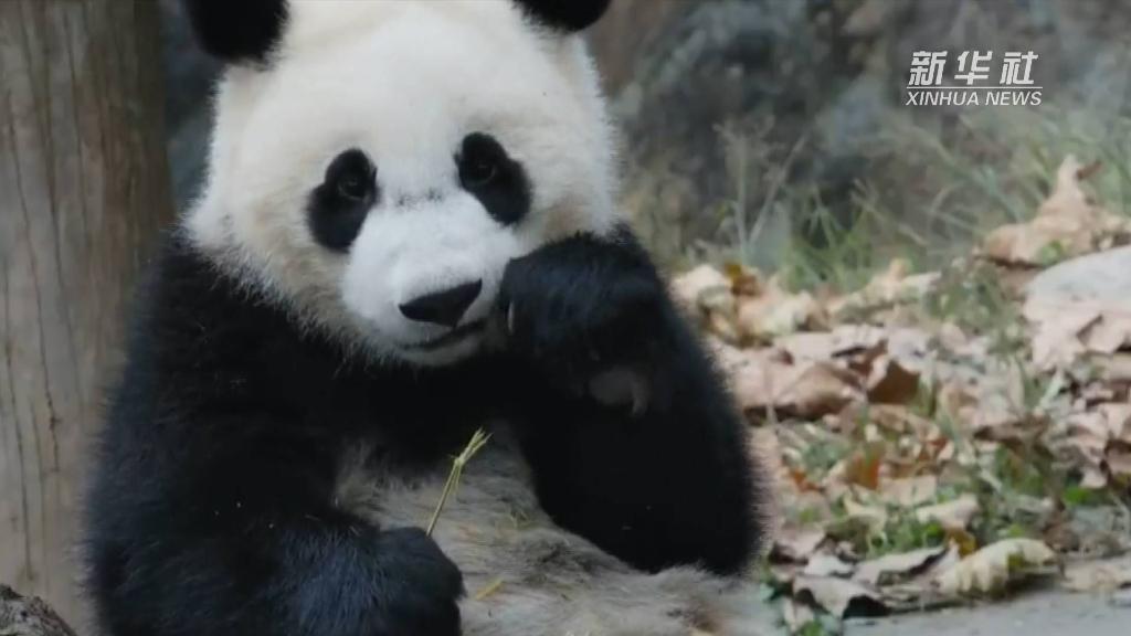 冬日里 大熊猫“喜豆”一家送温暖