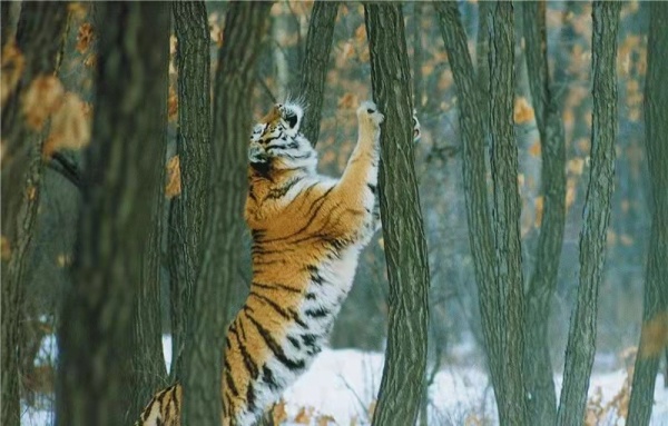 东北虎豹国家公园全面开展2021今冬明春专项行动