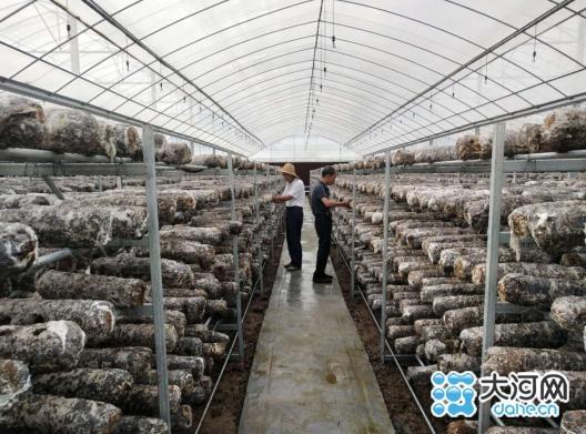 舞阳文峰乡年产鲜香菇达2万吨 “黄金菇”带富近万人