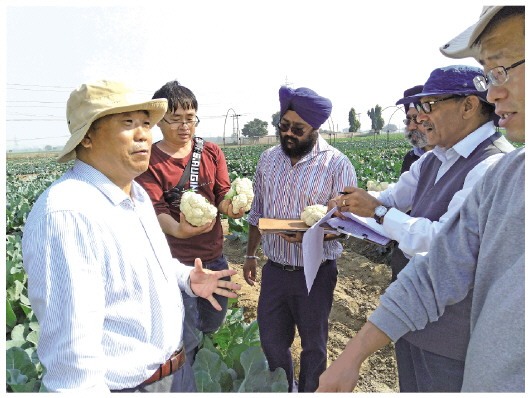 育种专家孙德岭团队扎根田间30年，“死磕”一粒种子让花菜拥有世界一流的“中国芯”