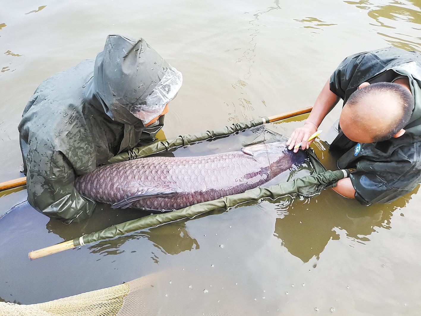 守护长江鱼“芯片” 年繁育种苗8亿尾——探访湖北武汉青鱼原种场