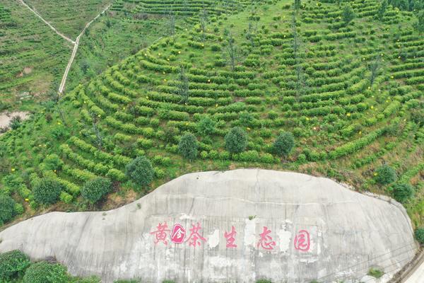 商城高山茶标准化生产基地通过国家验收