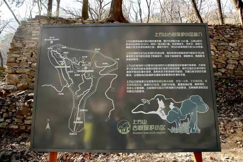 北京设立首个古树保护小区，内有银杏王等千年古树