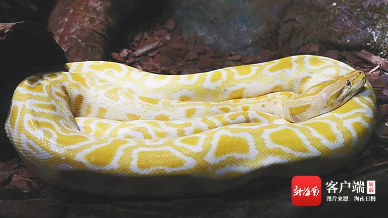 海南周刊 | 是“大胃王”又是“社恐” 关于海南大蟒蛇，你了解多少？