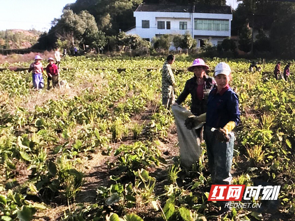 乡村振兴|衡东洣水镇：300亩香芋喜获丰收 芋农喜笑颜开