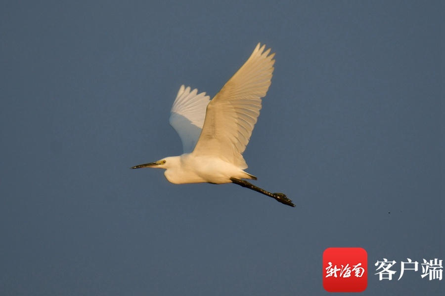 海口东寨港保护区迎观鸟季 鸟类已增至218种