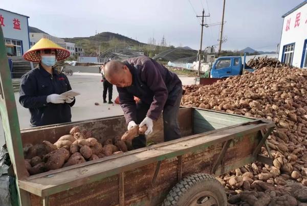 淅川县：红薯实现精深加工 提升优质农产业附加值
