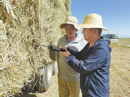 戈壁滩变身“青青草原”——青海饲草产业发展系列报道之一