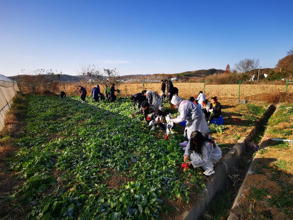 修剪果树、清理果园、拔萝卜……71名大学生的劳动课搬到农庄里