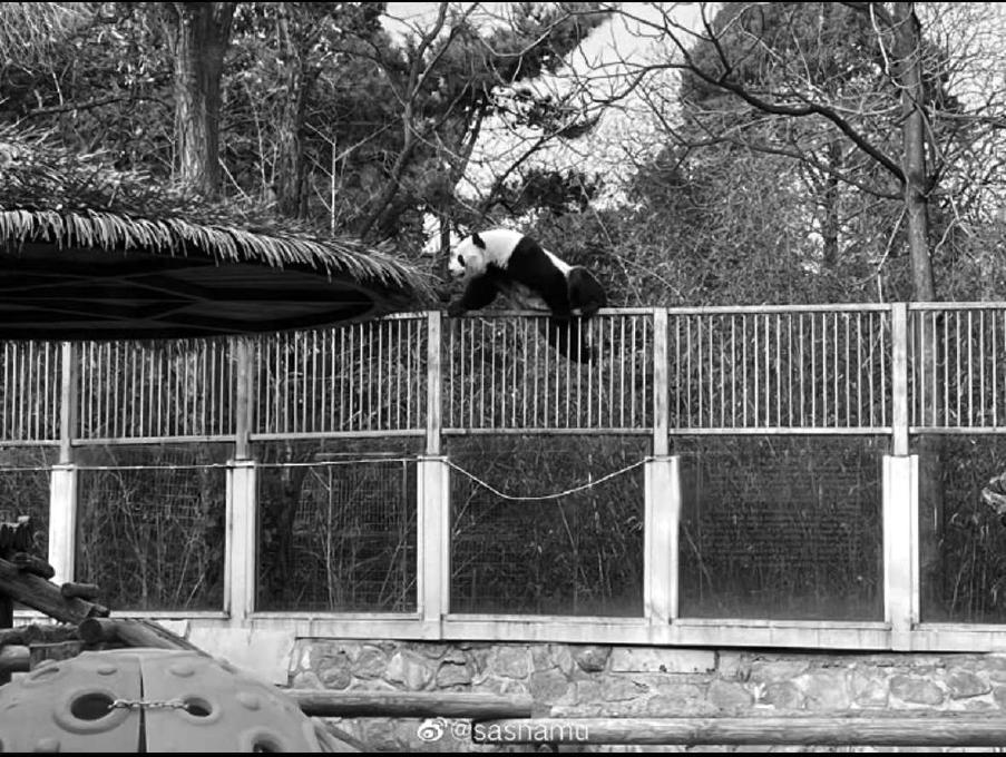 功夫熊猫翻高栏 淘气出圈 动物园回应：将对运动场进行改造