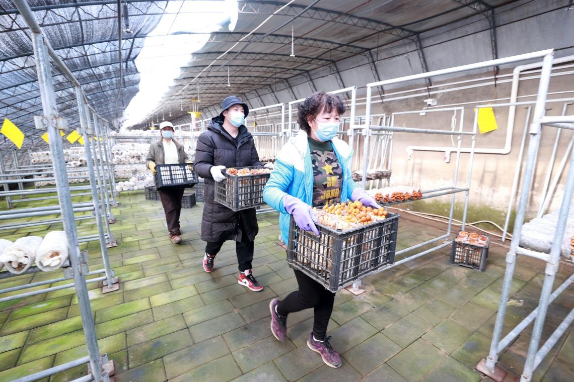 走进京郊蘑菇园 探秘小蘑菇里的大产业