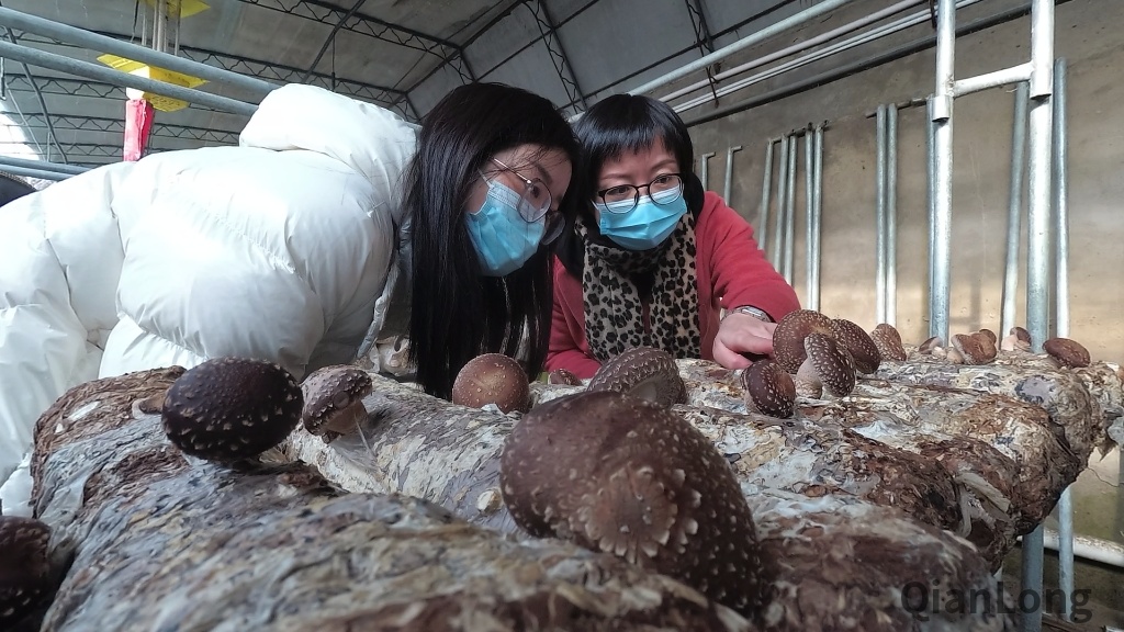 视频|走进北京顺义蘑菇园 解密绿色低碳循环背后的故事