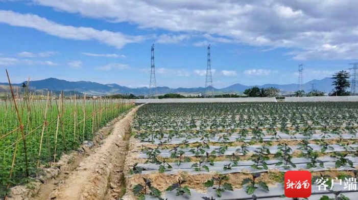 三亚崖城村今年首批冬季瓜菜上市 乡村振兴新模式初显成效