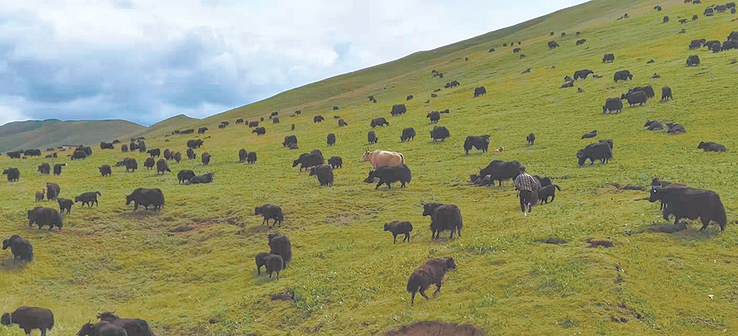 草与畜的“绿色循环”——同德畜牧业高质量发展观察