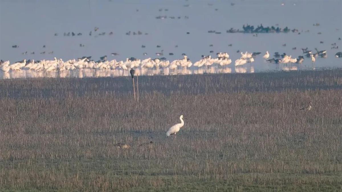 记录一批新增珍稀候鸟 沉湖湿地开展第九次越冬鸟类专项调查