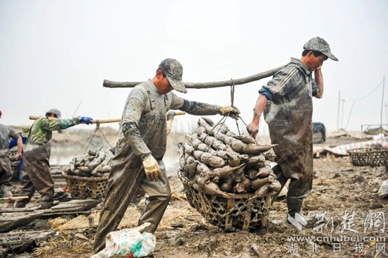 嘉鱼野藕“挖出”大产业  亩产1000斤、毛收入过万