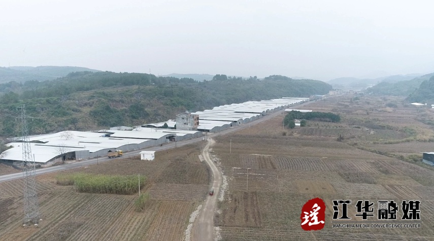 江华涔天河镇：食用菌产业撑起乡村振兴“富民伞”