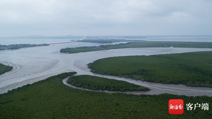关注六水共治 | 海南东寨港国家级自然保护区：生态修复吸引鸟类做客