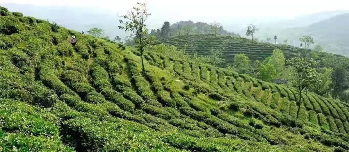 新洲区：扶植茶业龙头助力乡村振兴
