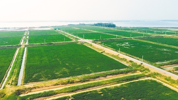 嘉鱼县官桥镇投资13.79亿元开展全域土地综合整治——万亩茶园成乡亲们的“绿色客厅”