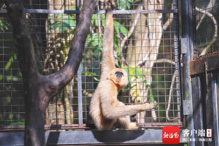 “新娘”驾到！海野与杭州动物园将联合进行北白颊长臂猿的合作繁殖工作
