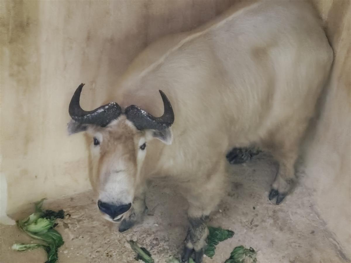 住“一室一厅”、享“营养餐” 受伤秦岭羚牛在汉疗养