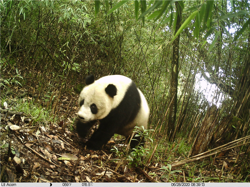 【两会超话】王鸿加：协调保护与发展 让大熊猫国家公园成为“人猫共享”绿色家园