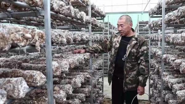 鲁山县：服务“小香菇” 撬动“大产业”