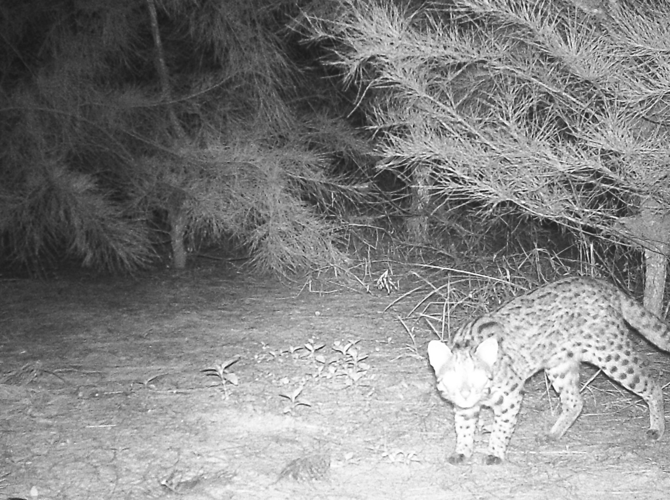 椰视频 | 国家二级保护动物豹猫现身海口五源河国家湿地公园