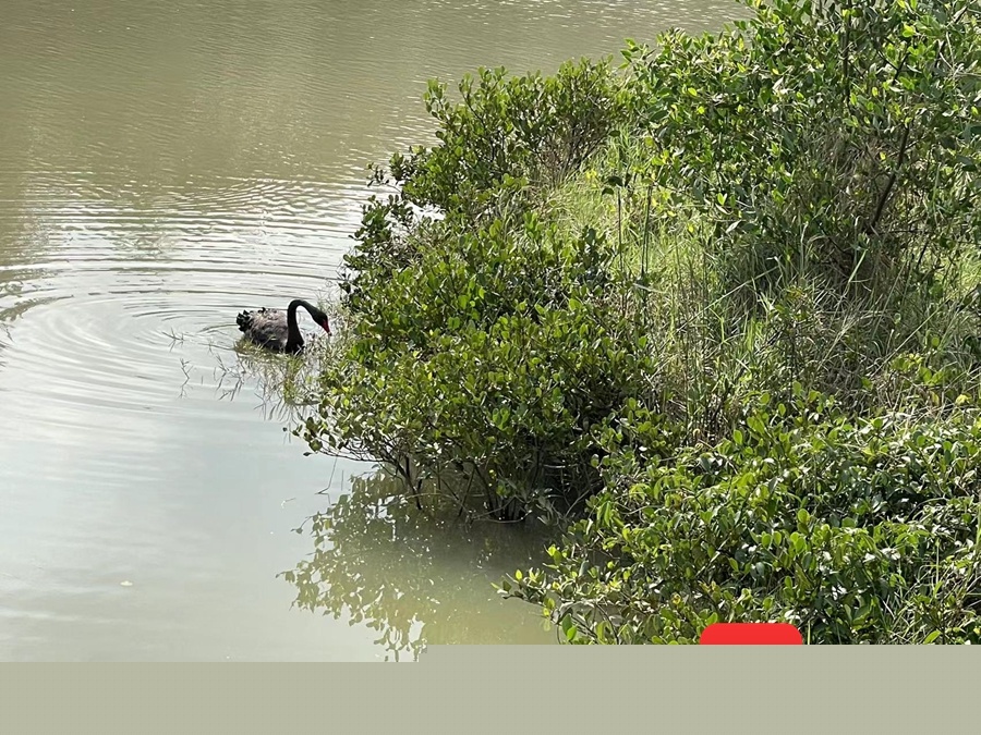 黑天鹅到访海口五源河公园 专家：或是“离家出走”