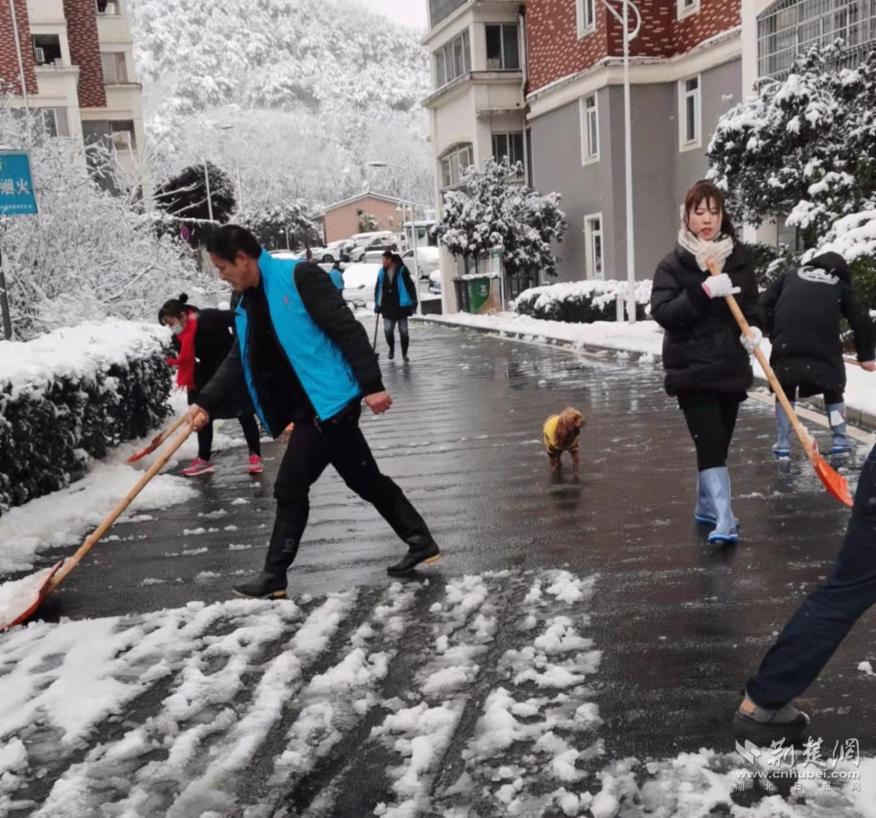 铲雪除冰暖人心 武汉军山街道凤凰苑社区在行动