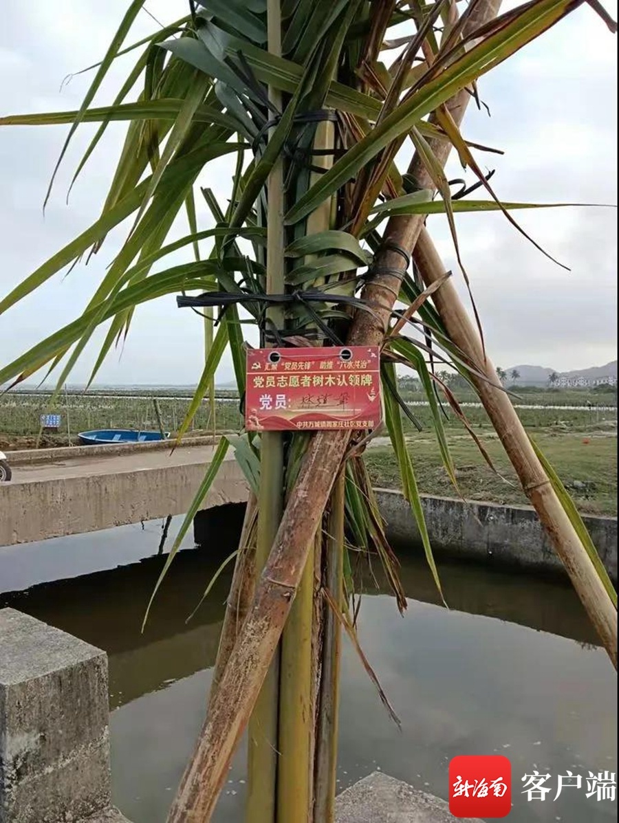 万宁开展新春首个植树活动 党员现场认领椰子树