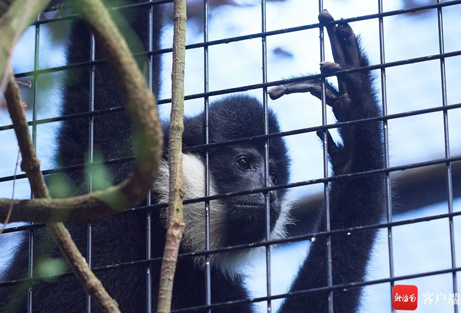 镜像海南｜琼浙喜结良“猿”：一对白颊长臂猿在2月14日合笼