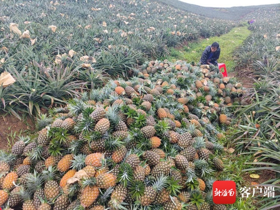 ​万宁龙滚菠萝进入采收季 已供应全国各地近2000吨